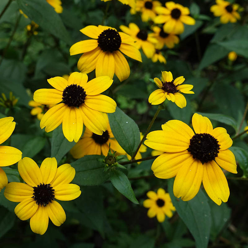 Rudbeckia Triloba Seeds for Planting  Vibrant Flower Seeds for Your Garden