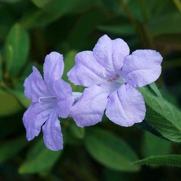 Purple Humilis Flower seeds for Planting - Cut Flower Favorite, Heirloom & GMO Free Seeds for Home Garden