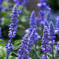 Sage Flower seeds for Planting Easy to Grow Heirloom & GMO Free Seeds for Home Garden