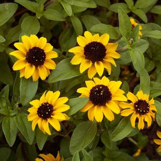 Yellow Sanvitalia Flower seeds for Planting - Shade Tolerant, Heirloom & GMO Free Seeds for Home Garden
