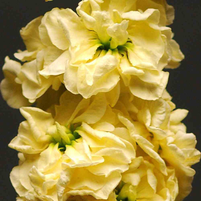 Matthiola Incana Yellow Flower Seeds for Spring and Summer Planting