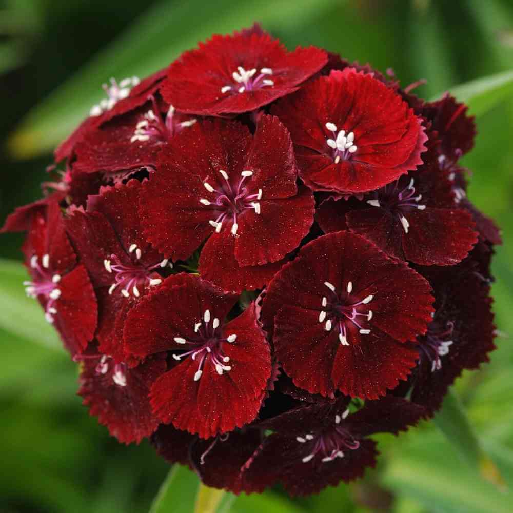 Maroon William Dianthus Seeds for Planting | Vibrant Annual Flower Seeds
