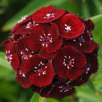 Maroon William Dianthus Seeds for Planting | Vibrant Annual Flower Seeds