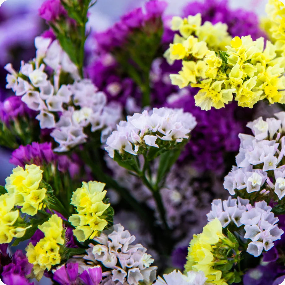 Herencia Flower seeds for Planting - Easy to Grow, Heirloom & GMO Free Seeds for Home Garden