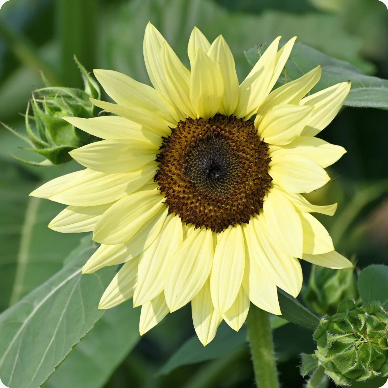 Yellow Lemon SunFlower seeds for Planting - Easy to Grow, Heirloom & GMO Free Seeds for Home Garden
