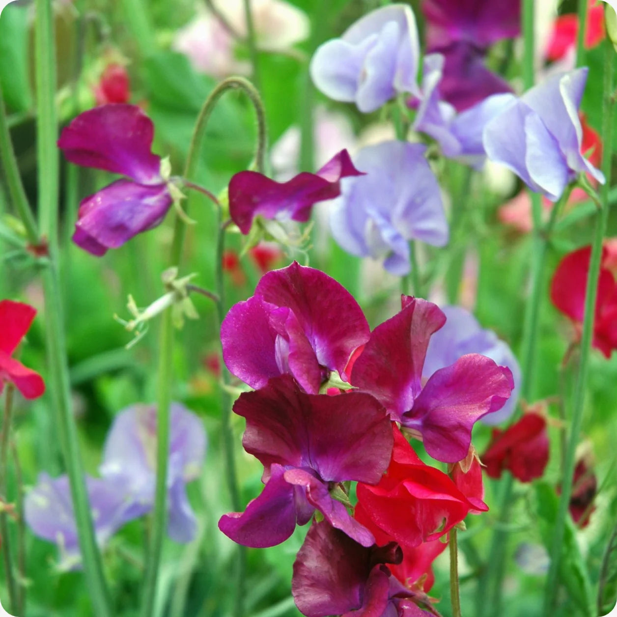 Heirloom Peas Flower seeds for Planting Vibrant Colors Heirloom & GMO Free Seeds for Home Garden