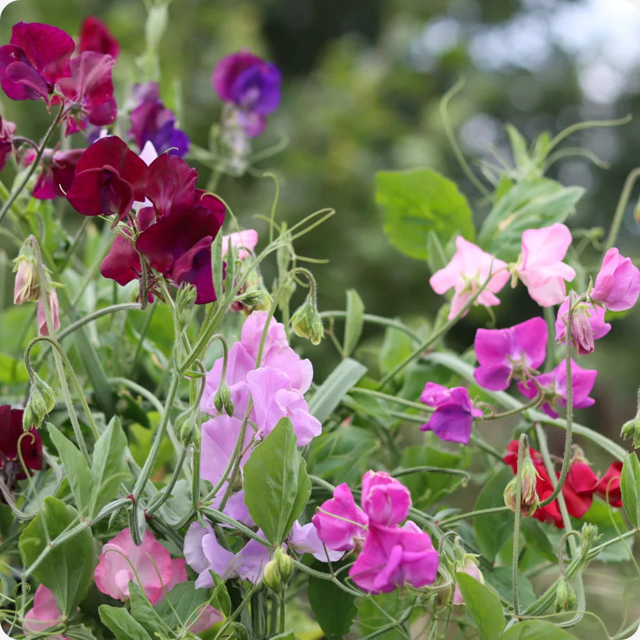 Heirloom Peas Flower seeds for Planting Vibrant Colors Heirloom & GMO Free Seeds for Home Garden