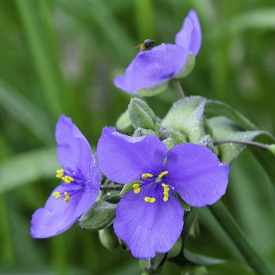 Spiderwort Shimmer Flower seeds for Planting Pollinator Friendly Heirloom & GMO Free Seeds for Home Garden 
 
 Sale