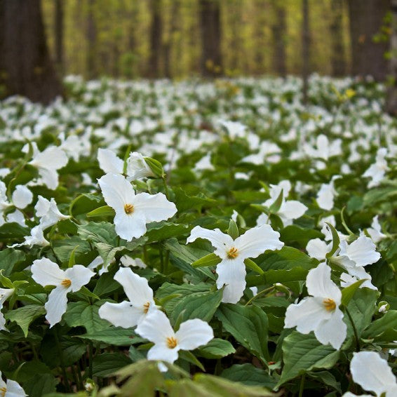 Trillium Flower seeds for Planting Shade Tolerant Heirloom & GMO Free Seeds for Home Garden