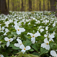 Trillium Flower seeds for Planting Shade Tolerant Heirloom & GMO Free Seeds for Home Garden