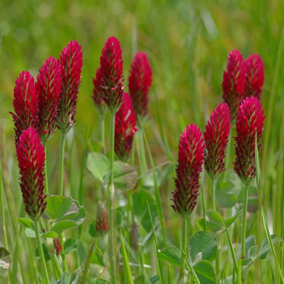 Organic Red Trifolium Incarnatum Flower seeds for Planting Vibrant Colors Heirloom & GMO Free Seeds for Home Garden 
 
 Sale
