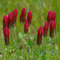 Organic Red Trifolium Incarnatum Flower seeds for Planting Vibrant Colors Heirloom & GMO Free Seeds for Home Garden 
 
 Sale