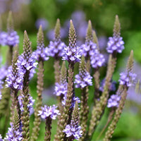 Blue Verbena Hastata Flower seeds for Planting - Colorful Display, Heirloom & GMO Free Seeds for Home Garden