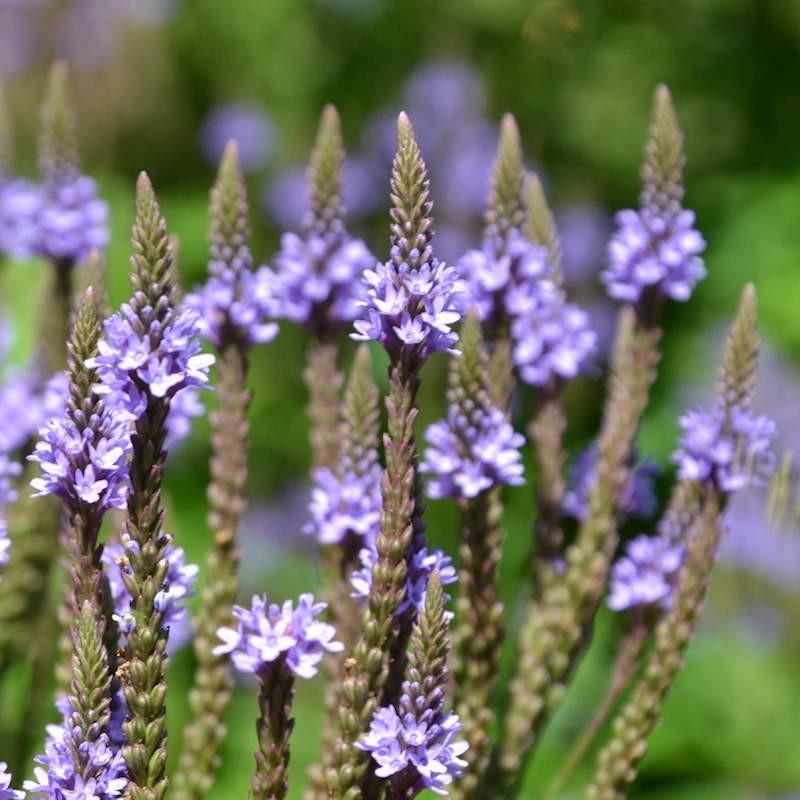 Vervain Hastata Flower seeds for Planting Seasonal Bloomer Heirloom & GMO Free Seeds for Home Garden 
 
 Sale