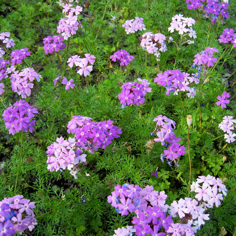 Purple Moss Verbena Flower seeds for Planting - Cut Flower Favorite, Heirloom & GMO Free Seeds for Home Garden