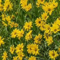 Auffälliges GOLDENEYE Viguiera Multiflora Seeds for Bright, Yellow Flowers