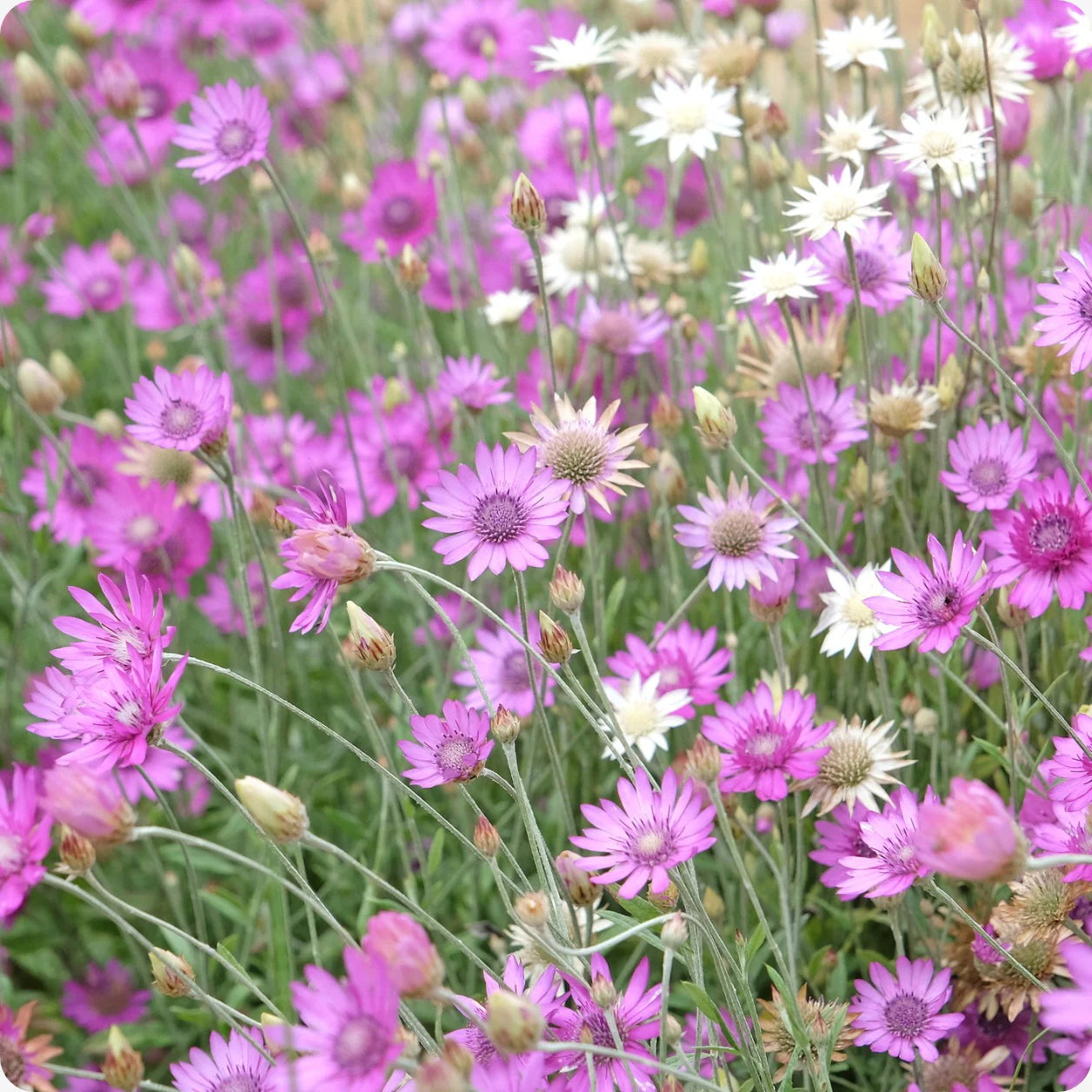 Lavender Xeranthemum Seeds for Planting - Annual Flower Seeds for Vibrant Blooms
