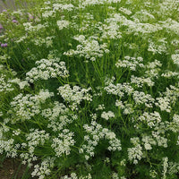 Caraway Flower seeds for Planting Garden Favorite Heirloom & GMO Free Seeds for Home Garden