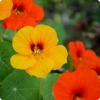 Dark Orange Nasturtium Flower seeds for Planting Bright Blooms Heirloom & GMO Free Seeds for Home Garden