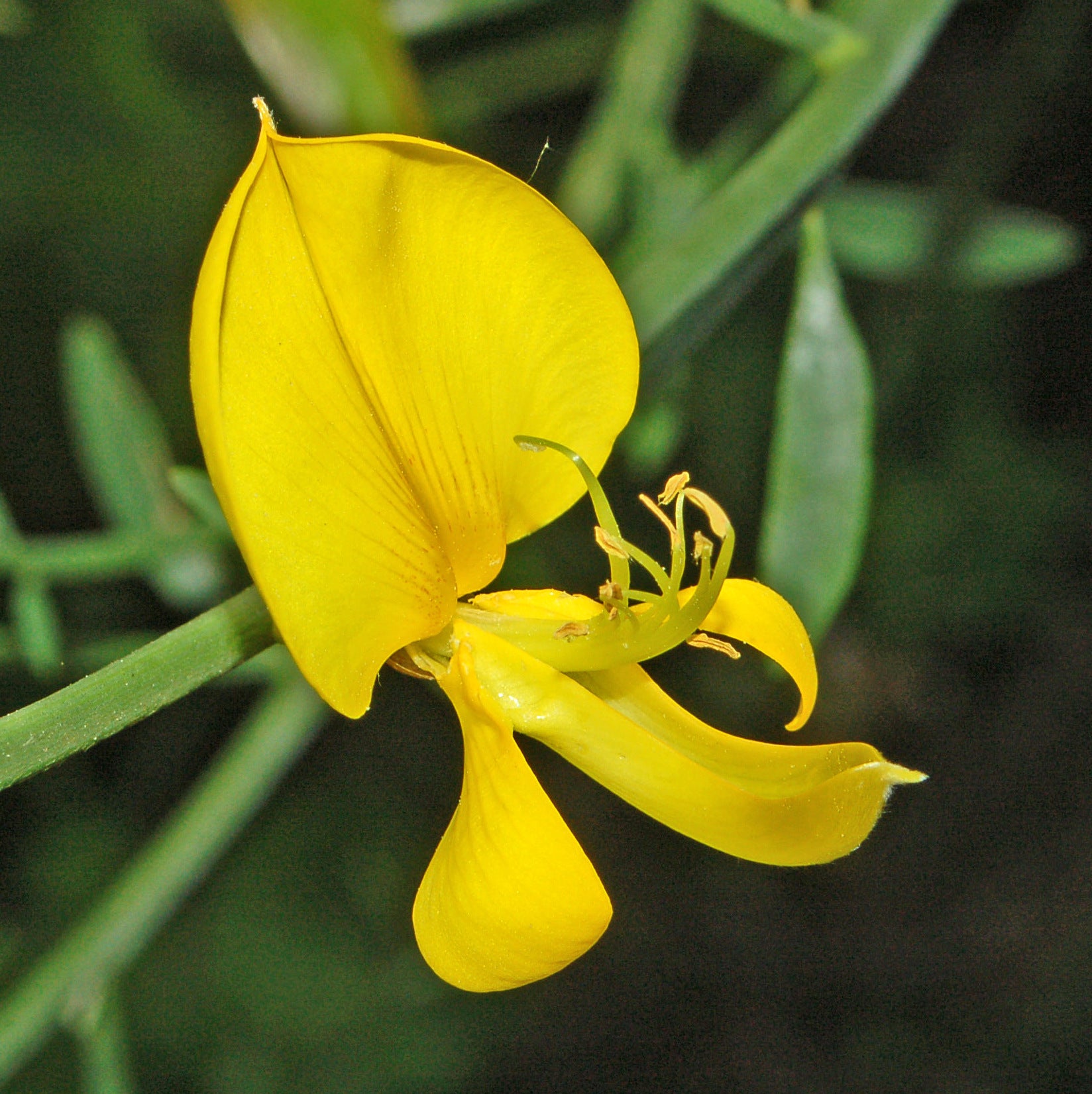 Heirloom Spartium Flower seeds for Planting Drought Tolerant Heirloom & GMO Free Seeds for Home Garden