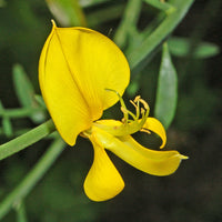 Spartium Junceum Flower seeds for Planting Long Bloom Season Heirloom & GMO Free Seeds for Home Garden 
 
 Sale