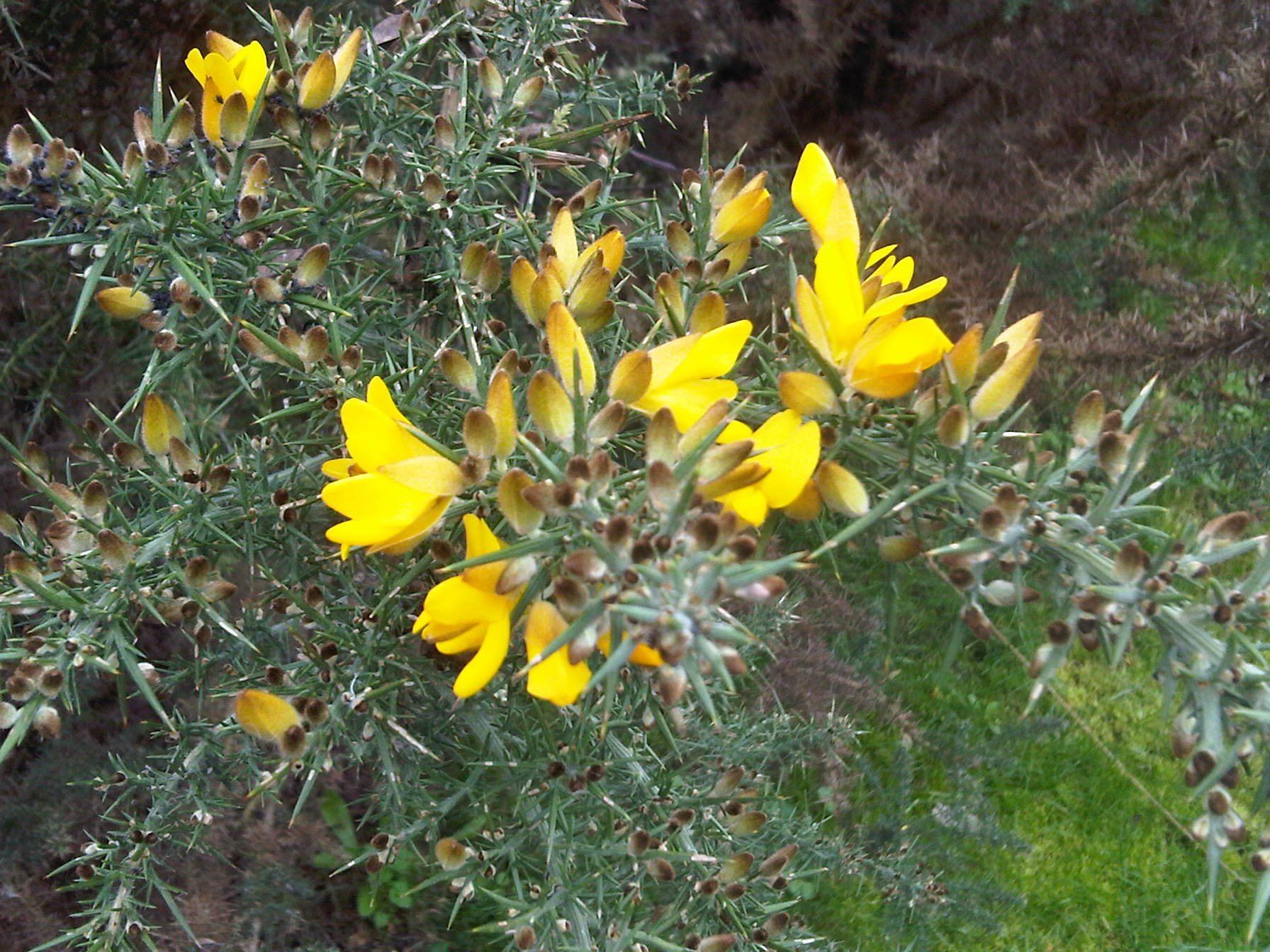 Yellow Gorse Ulex Europaeus Flower seeds for Planting - Easy to Grow, Heirloom & GMO Free Seeds for Home Garden