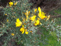 Yellow Gorse Ulex Europaeus Flower seeds for Planting - Easy to Grow, Heirloom & GMO Free Seeds for Home Garden