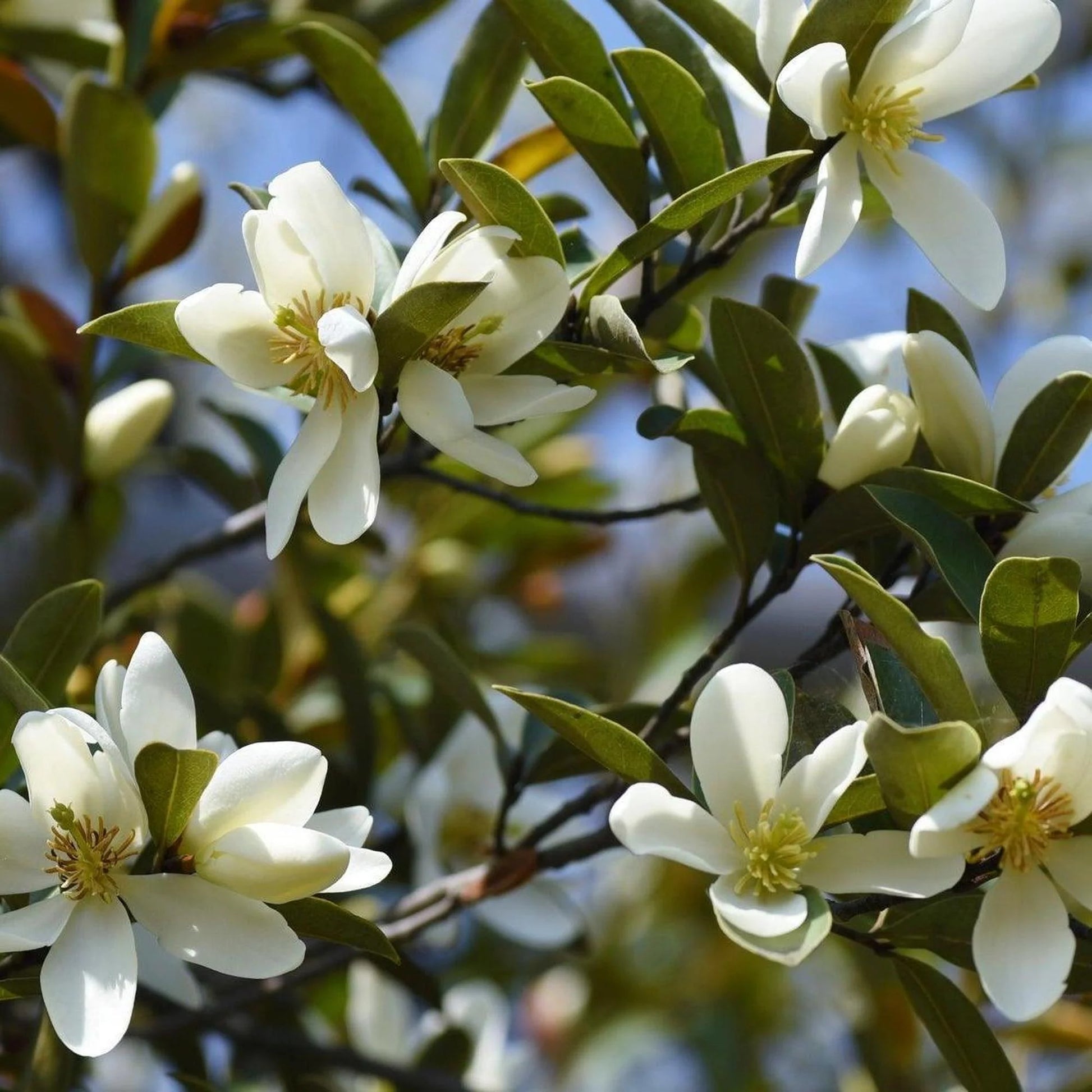 Cream Michelia Flower seeds for Planting - Cut Flower Favorite, Heirloom & GMO Free Seeds for Home Garden