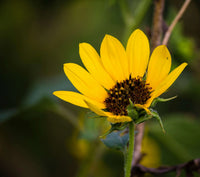 False SunFlower seeds for Planting Sun Loving Heirloom & GMO Free Seeds for Home Garden
