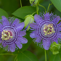 Passion Flower Passiflora Seeds Flower seeds for Planting Premium Quality Heirloom & GMO Free Seeds for Home Garden