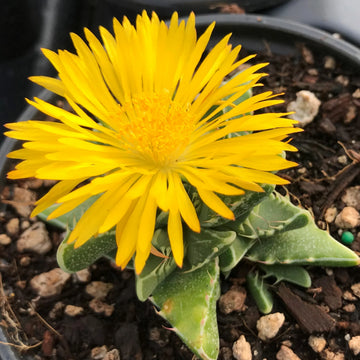 Yellow Faucaria Tigrina Plant Seeds Planting