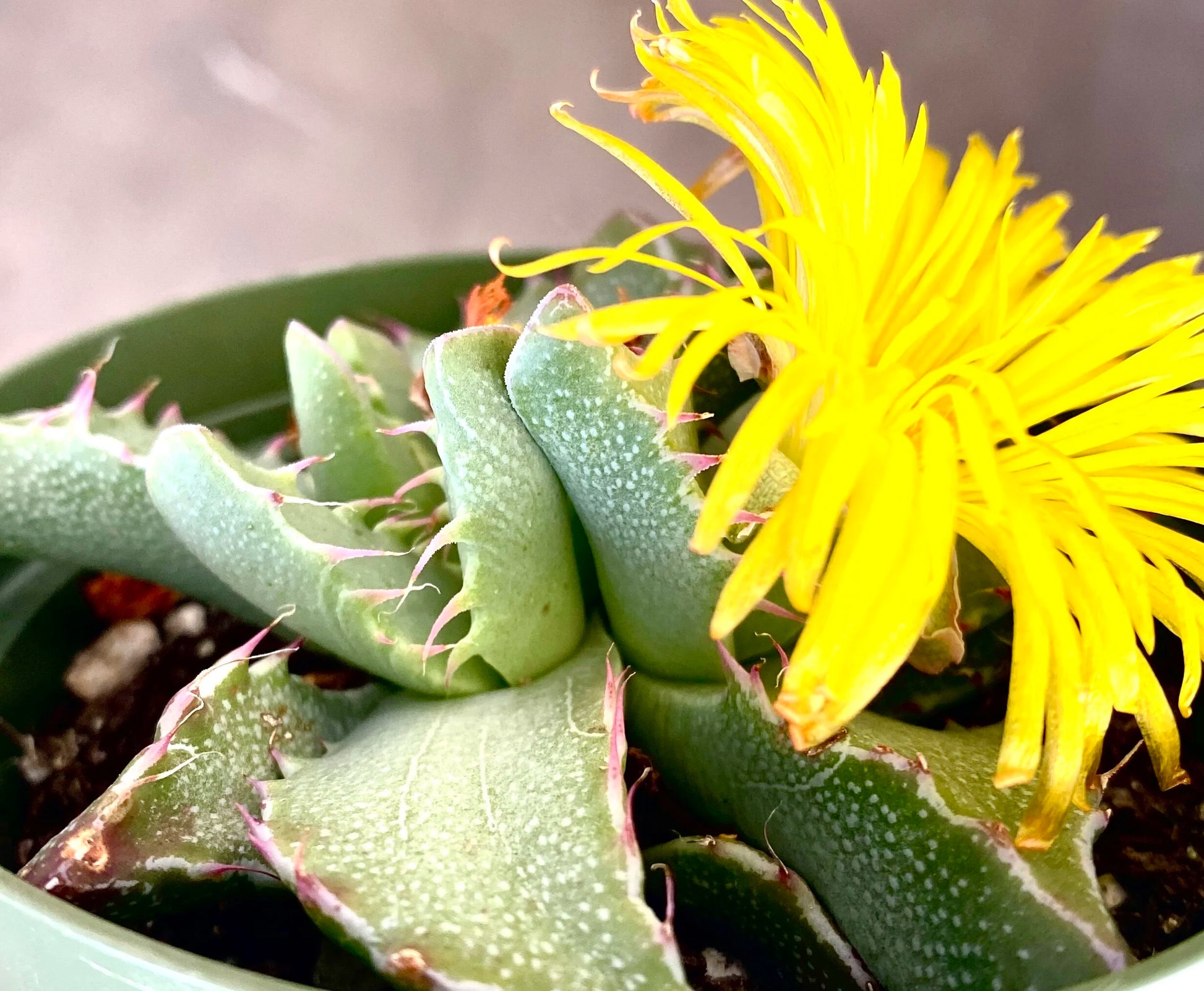 Yellow Faucaria Tigrina Plant Seeds Planting