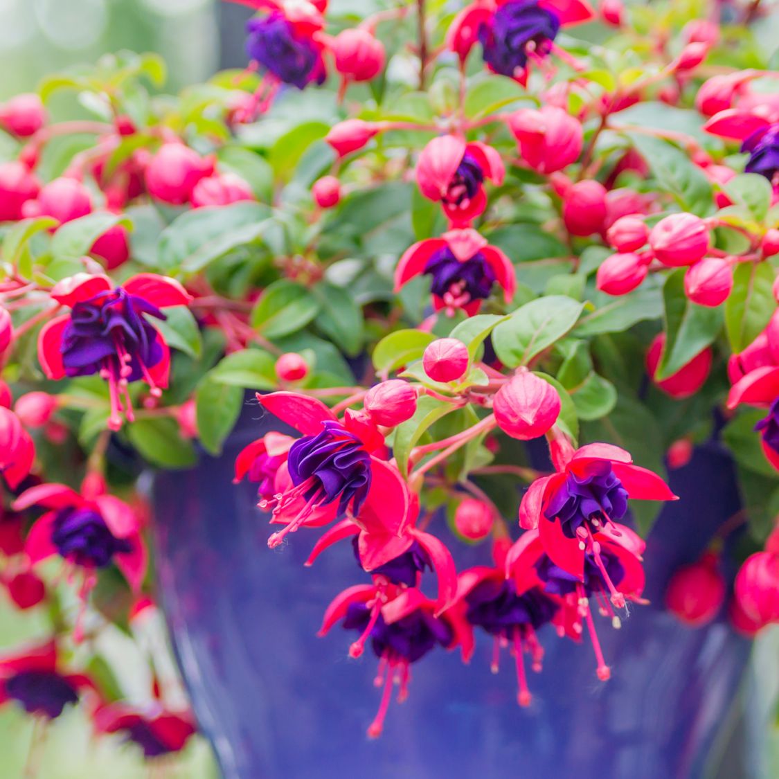 Fuchsia Flower seeds for Planting Cottage Garden Essential Heirloom & GMO Free Seeds for Home Garden
