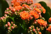 Red Yellow Kalanchoe Flower seeds for Planting Pollinator Friendly Heirloom & GMO Free Seeds for Home Garden 
 
 Sale