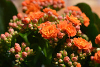 Kalanchoe Flower seeds for Planting - Seasonal Bloomer, Heirloom & GMO Free Seeds for Home Garden