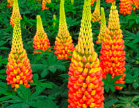 Orange Lupine Flower seeds for Planting Fragrant Blossoms Heirloom & GMO Free Seeds for Home Garden 
 
 Sale
