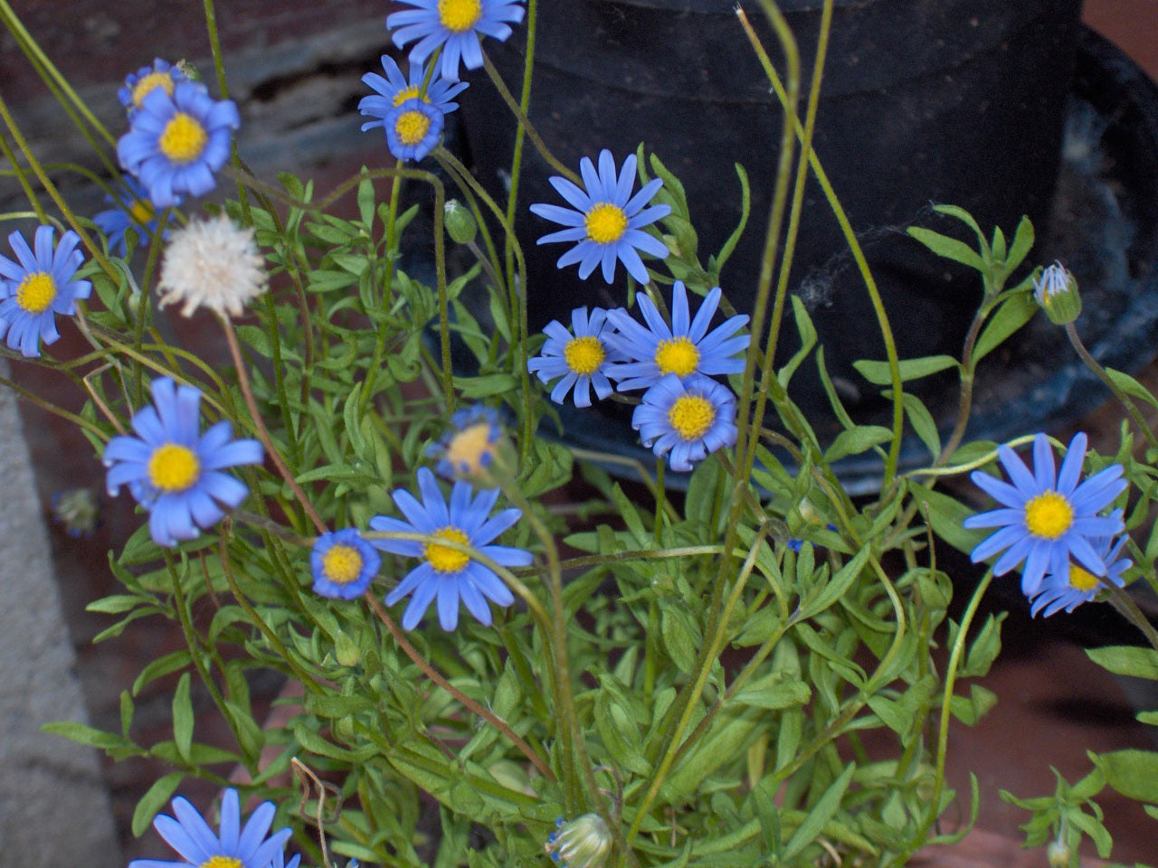 Blue Felicia Amelloides Flower seeds for Planting - Sun Loving, Heirloom & GMO Free Seeds for Home Garden