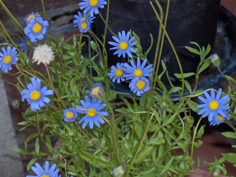 Blue Felicia Amelloides Flower seeds for Planting - Sun Loving, Heirloom & GMO Free Seeds for Home Garden