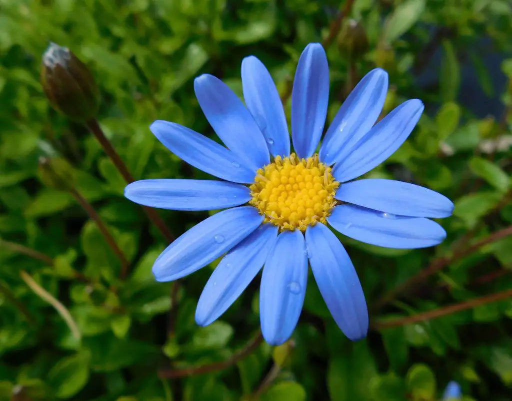 Blue Felicia Amelloides Flower seeds for Planting - Sun Loving, Heirloom & GMO Free Seeds for Home Garden