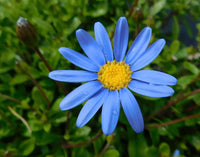 Blue Felicia Amelloides Flower seeds for Planting - Sun Loving, Heirloom & GMO Free Seeds for Home Garden