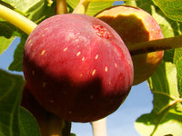 Red Fig Tree Seeds for Planting  Seed for Lush, Sweet Harvests in Gardens and Backyards