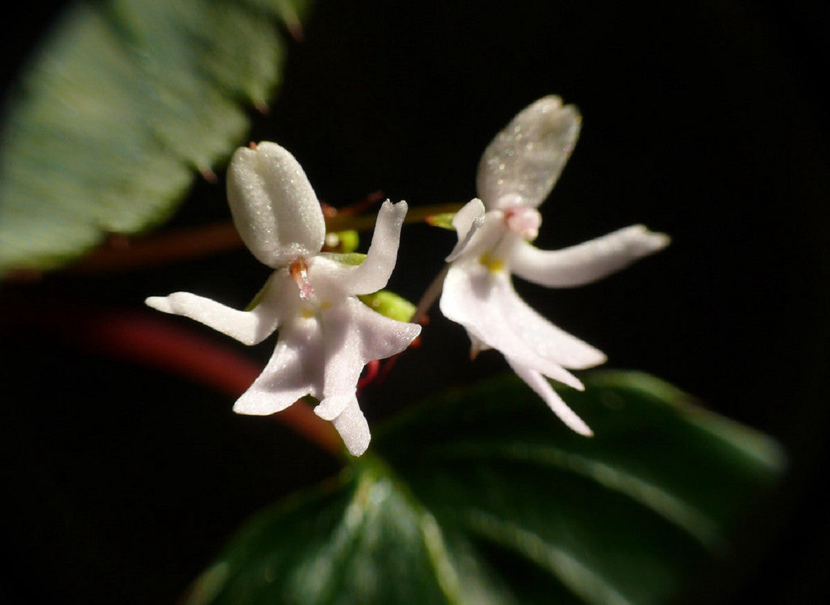 Impatiens Bequaertii Flower seeds for Planting Fragrant Blossoms Heirloom & GMO Free Seeds for Home Garden