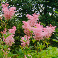 Pink Filipendula Rubra Flower seeds for Planting - Hardy Variety, Heirloom & GMO Free Seeds for Home Garden
