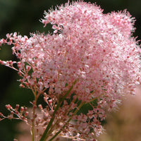 Pink Filipendula Rubra Flower seeds for Planting - Hardy Variety, Heirloom & GMO Free Seeds for Home Garden