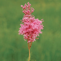 Pink Filipendula Rubra Flower seeds for Planting - Hardy Variety, Heirloom & GMO Free Seeds for Home Garden
