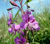 Epilobium Angustifolium Flower seeds for Planting Cottage Garden Essential Heirloom & GMO Free Seeds for Home Garden