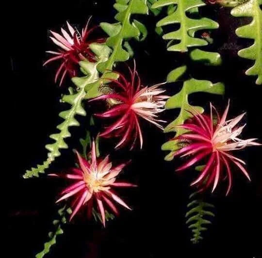 Epiphyllum Anguliger Flower seeds for Planting Bright Blooms Heirloom & GMO Free Seeds for Home Garden