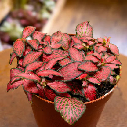 Red Fittonia Verschaffeltii Flower seeds for Planting - Easy to Grow, Heirloom & GMO Free Seeds for Home Garden
 
 Sale