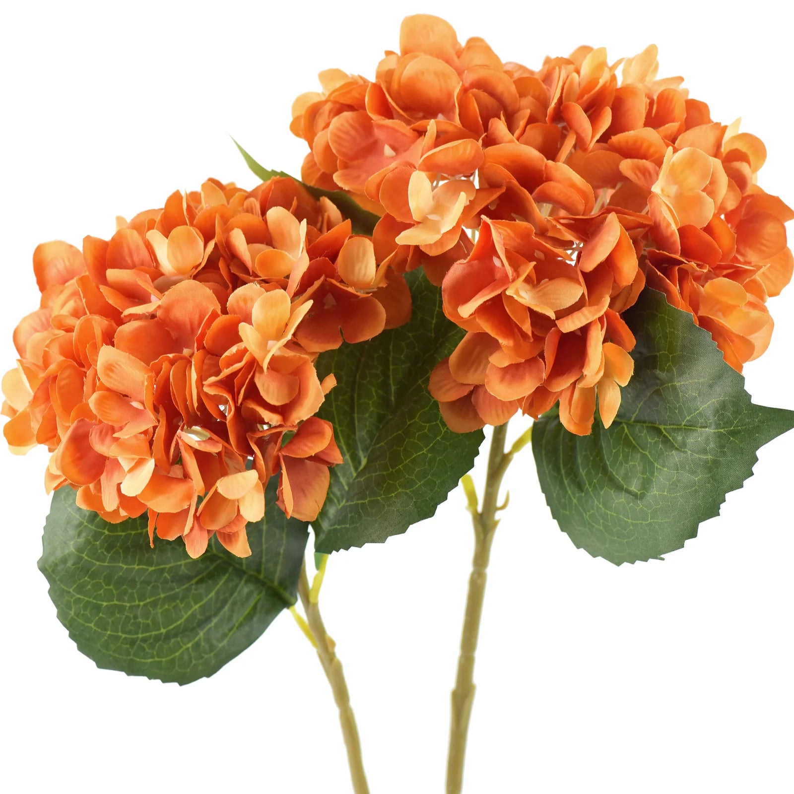 Orange Hydrangea Flower seeds for Planting - Seasonal Bloomer, Heirloom & GMO Free Seeds for Home Garden