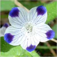 White Blue Maculata Flower seeds for Planting Seasonal Bloomer Heirloom & GMO Free Seeds for Home Garden 
 
 Sale